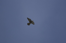 Peregrine Falcon, Morro Bay, CA